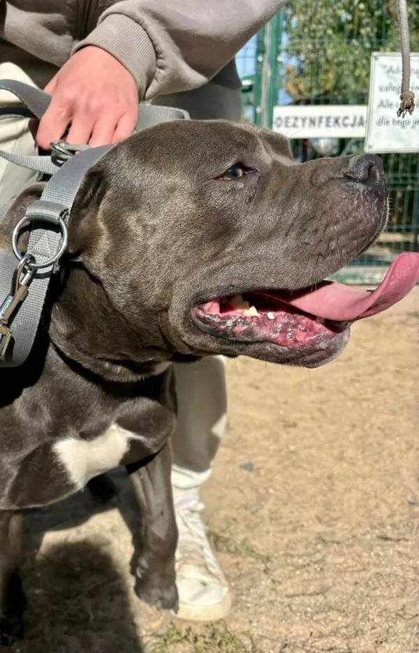 Pies do adopcji, Przyborówko, 19 stycznia 2026 (1/3)