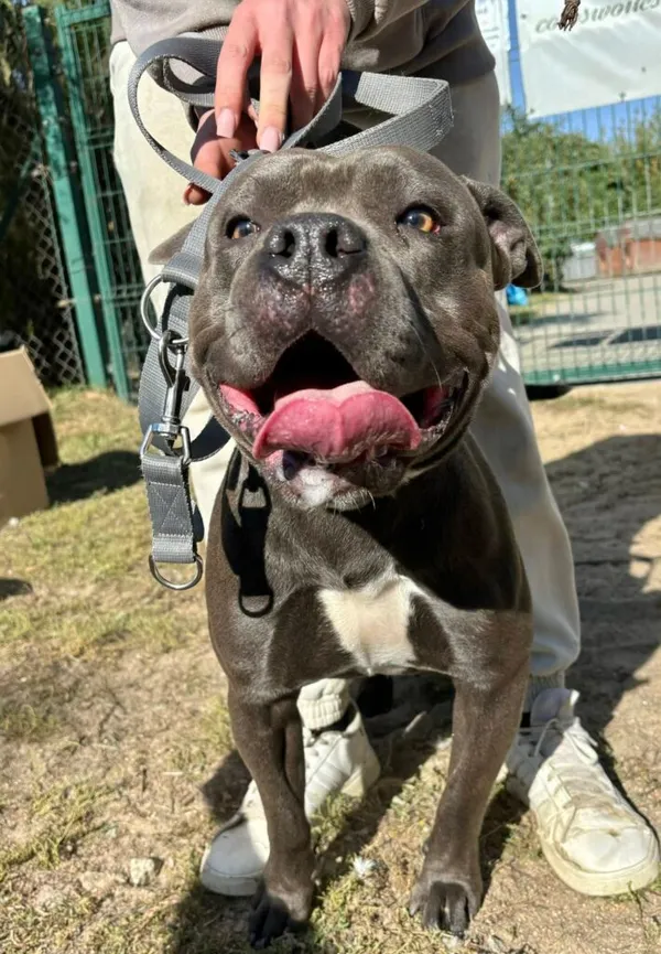 Pies do adopcji, Przyborówko, 19 stycznia 2026 (2/3)