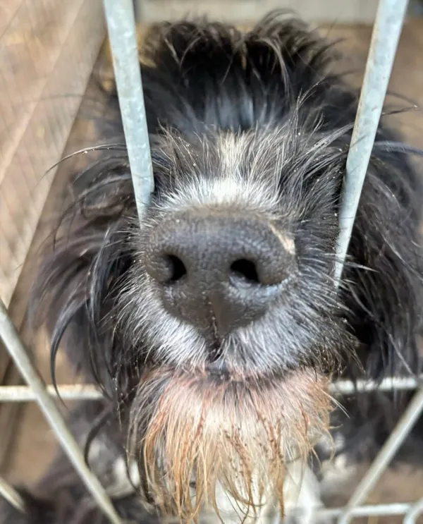 Pies do adopcji, Przyborówko, 19 stycznia 2026 (1/3)