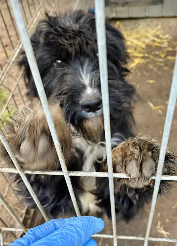 Pies do adopcji, Przyborówko, 19 stycznia 2026 (2/3)