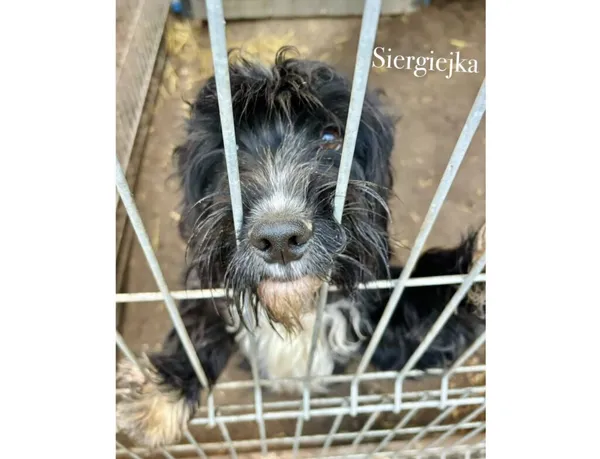 Pies do adopcji, Przyborówko, 19 stycznia 2026 (3/3)