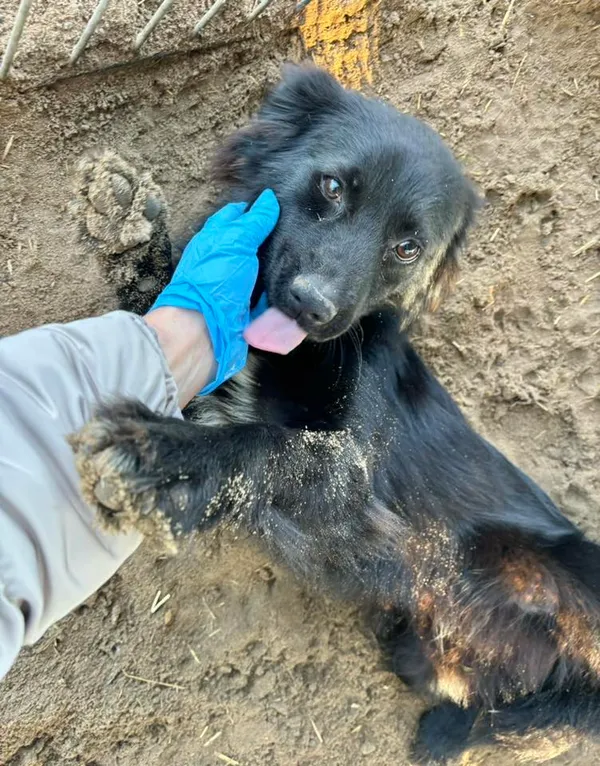 Pies do adopcji, Przyborówko, 19 stycznia 2026 (1/3)