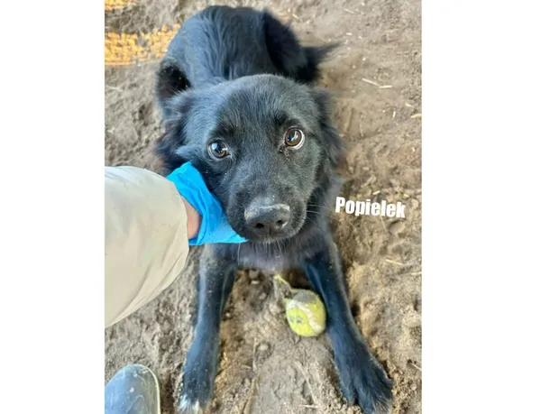 Pies do adopcji, Przyborówko, 19 stycznia 2026 (3/3)