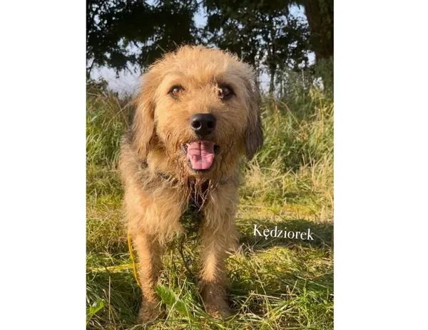 Pies do adopcji, Przyborówko, 19 stycznia 2026