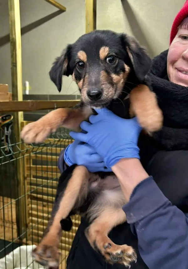Pies do adopcji, Przyborówko, 19 stycznia 2026 (2/3)