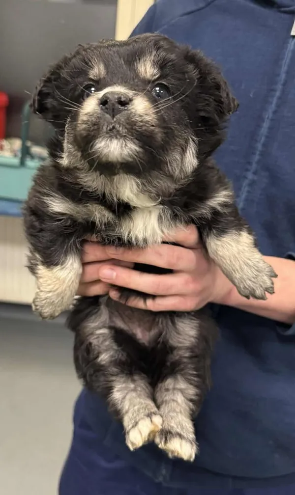 Znaleziono psa, Lublin, 19 stycznia 2026