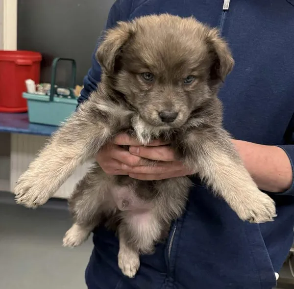 Znaleziono psa, Lublin, 19 stycznia 2026