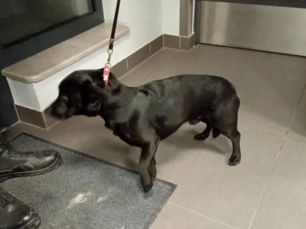 Znaleziono psa, Bydgoszcz, 19 stycznia 2026