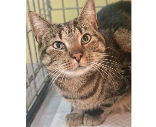 Znaleziono kota, Wrocław, 6 grudnia 2025