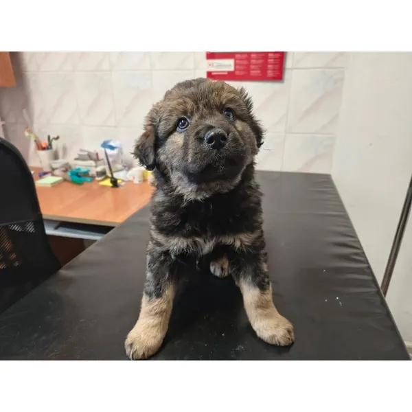 Znaleziono psa, Białystok, 24 grudnia 2025