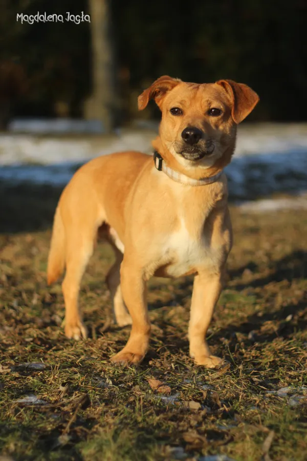 Pies do adopcji, Bydgoszcz, 20 stycznia 2026 (4/5)