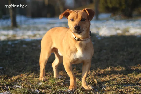 Pies do adopcji, Bydgoszcz, 20 stycznia 2026 (1/5)