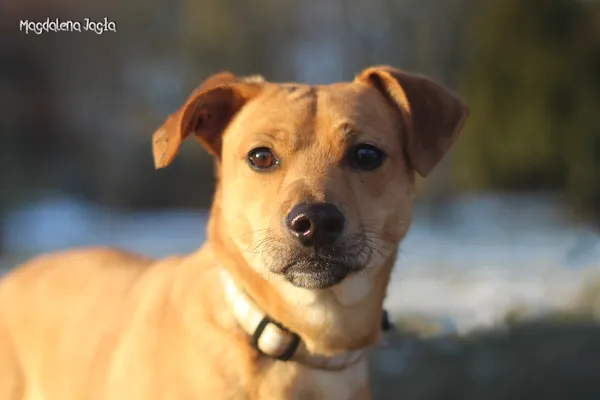 Pies do adopcji, Bydgoszcz, 20 stycznia 2026 (3/5)