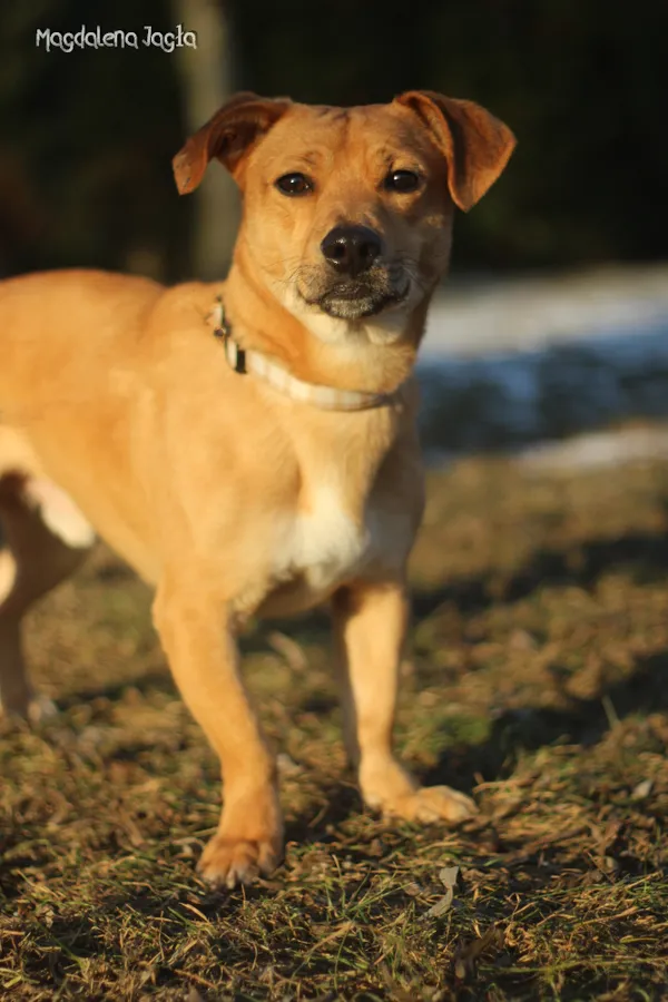 Pies do adopcji, Bydgoszcz, 20 stycznia 2026 (5/5)