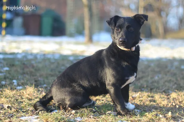 Pies do adopcji, Bydgoszcz, 20 stycznia 2026 (1/5)