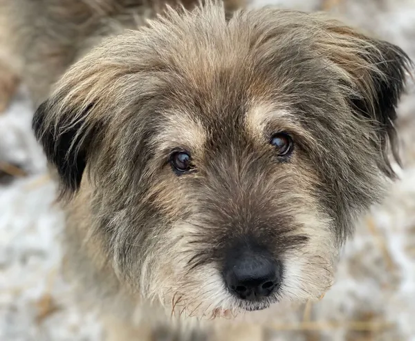 Pies do adopcji, Głowno, 20 stycznia 2026 (1/2)