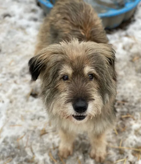 Pies do adopcji, Głowno, 20 stycznia 2026 (2/2)