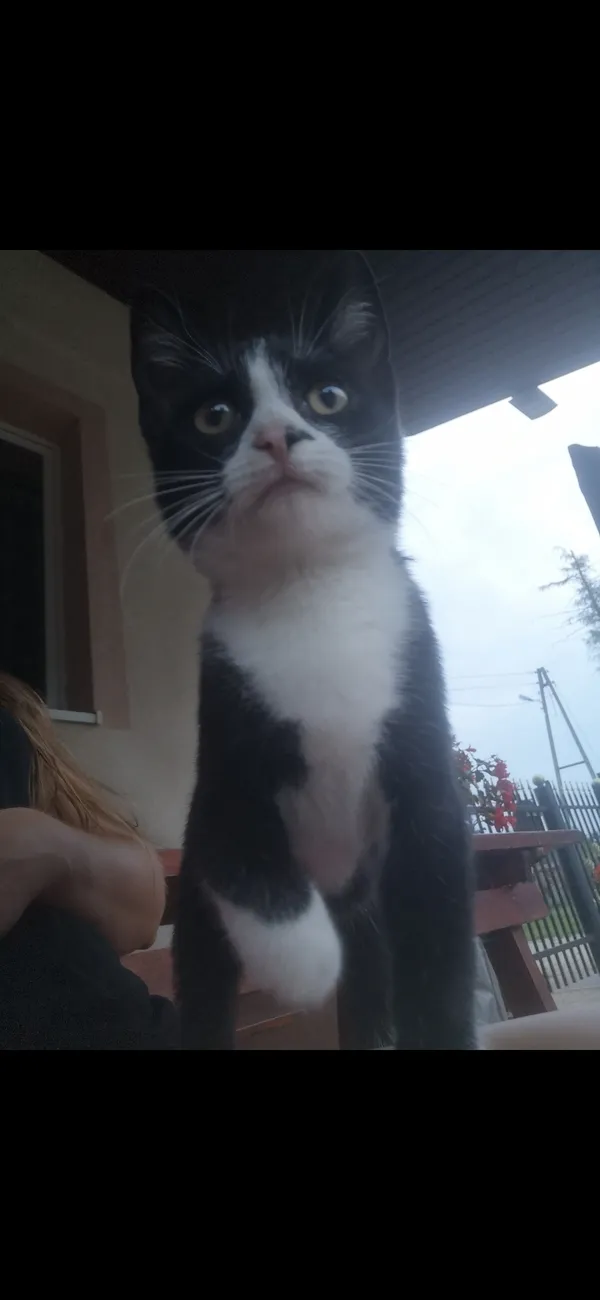 Zaginął kot, Kawęczyn, 20 stycznia 2026 (1/2)