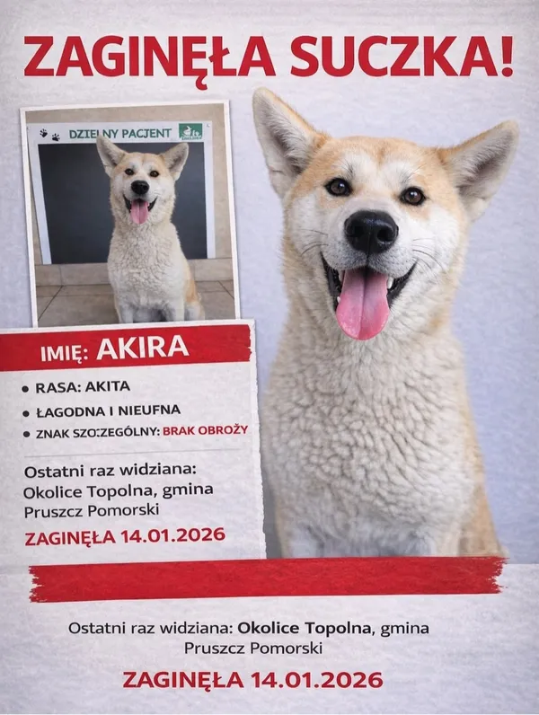 Zaginął pies, Topolno, 21 stycznia 2026 (2/2)