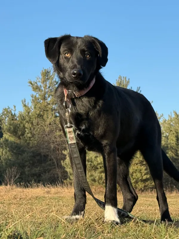 Pies do adopcji, Pieczyska, 20 stycznia 2026 (2/5)