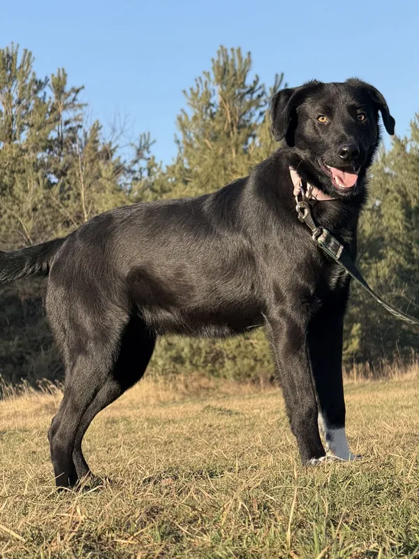 Pies do adopcji, Pieczyska, 20 stycznia 2026 (4/5)