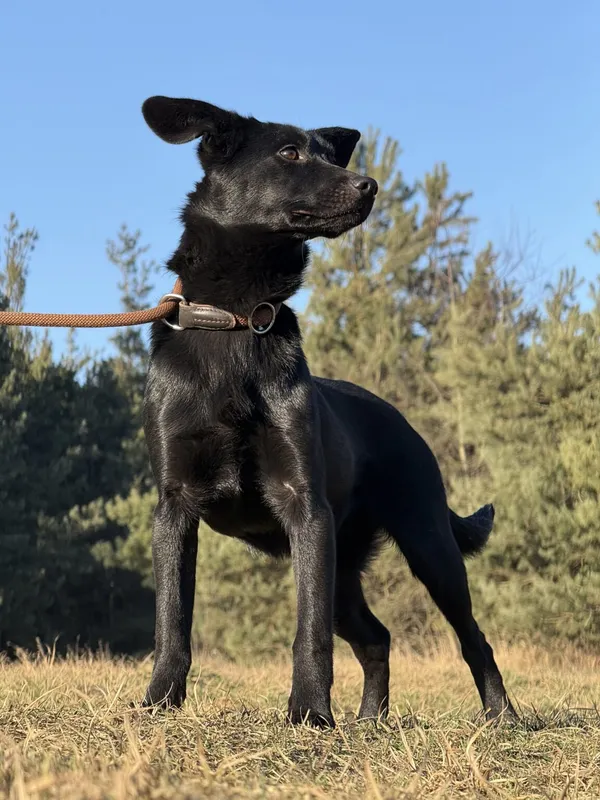 Pies do adopcji, Pieczyska, 20 stycznia 2026 (3/5)