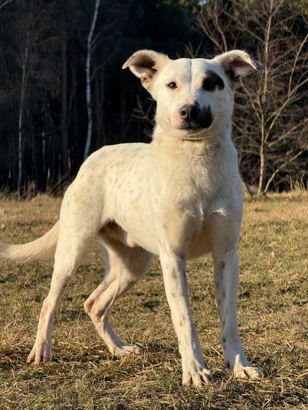 Pies do adopcji, Pieczyska, 20 stycznia 2026 (2/5)