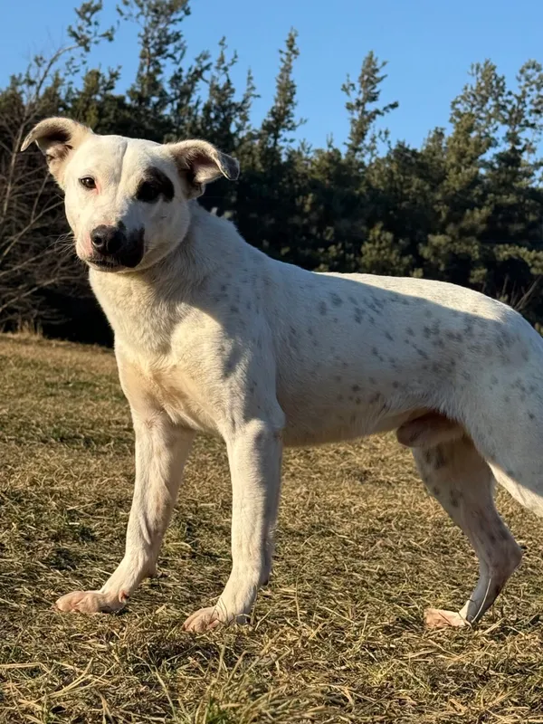 Pies do adopcji, Pieczyska, 20 stycznia 2026 (4/5)