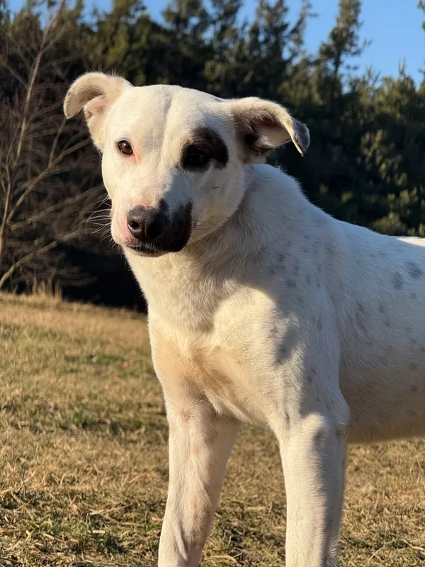 Pies do adopcji, Pieczyska, 20 stycznia 2026 (5/5)