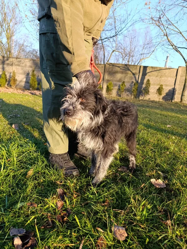 Pies do adopcji, Bełchatów, 12 lutego 2025 (2/5)