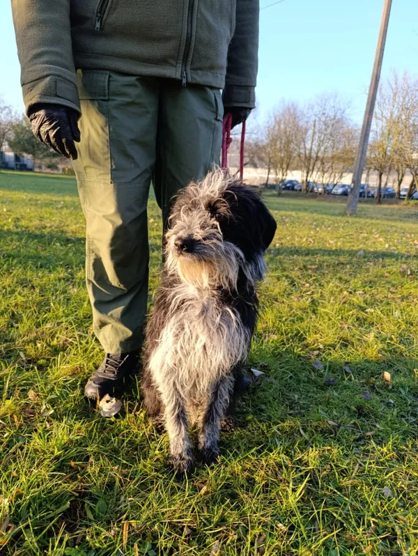 Pies do adopcji, Bełchatów, 12 lutego 2025 (4/5)