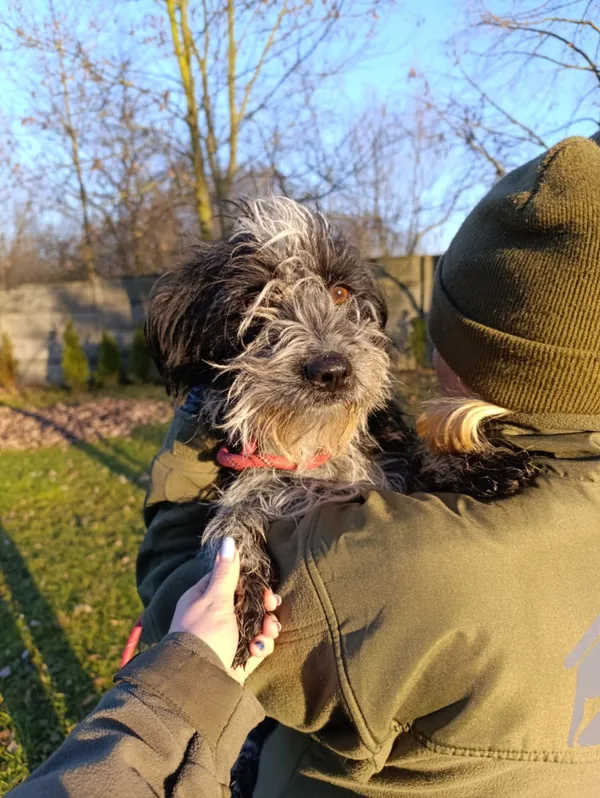 Pies do adopcji, Bełchatów, 12 lutego 2025 (5/5)