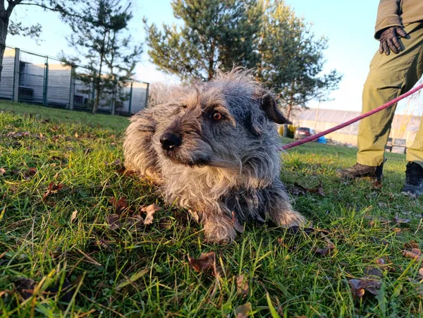 Pies do adopcji, Bełchatów, 23 stycznia 2025 (4/5)