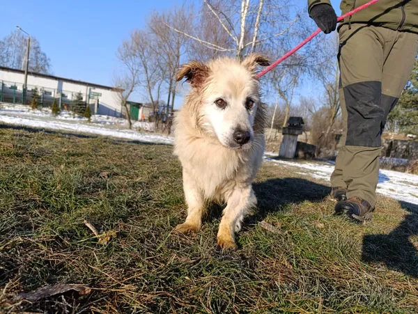 Pies do adopcji, Bełchatów, 21 grudnia 2025 (2/5)