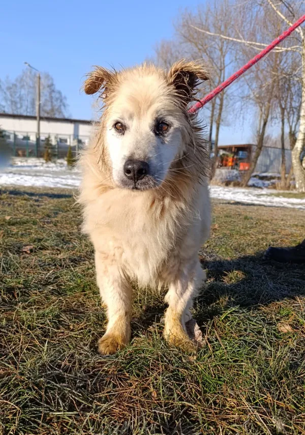 Pies do adopcji, Bełchatów, 21 grudnia 2025 (4/5)