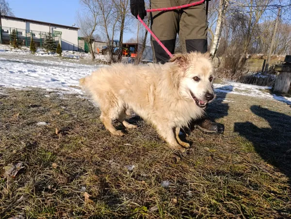 Pies do adopcji, Bełchatów, 21 grudnia 2025 (5/5)