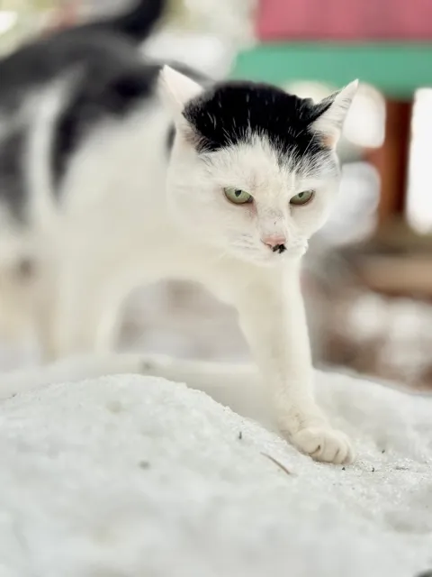 Kot do adopcji, Piła, 11 maja 2025 (2/3)