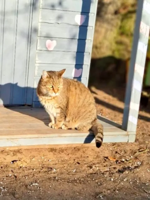 Kot do adopcji, Piła, 15 lipca 2025 (1/2)