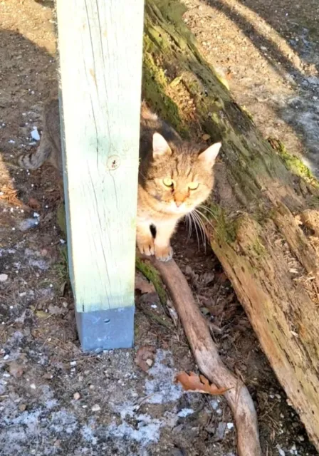 Kot do adopcji, Piła, 15 lipca 2025 (2/2)