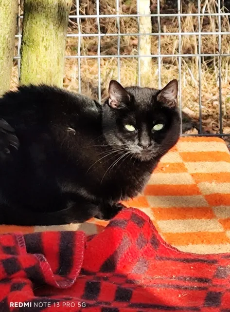 Kot do adopcji, Piła, 15 maja 2024