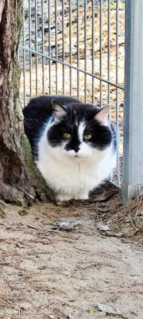 Kot do adopcji, Piła, 15 maja 2024