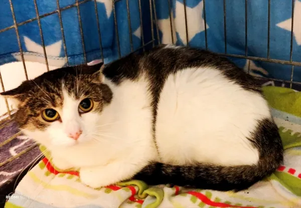 Kot do adopcji, Piła, 3 listopada 2025