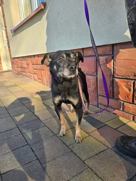 Pies do adopcji, Ropczyce, 20 stycznia 2026