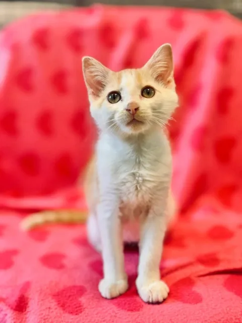 Kot do adopcji, Piła, 22 listopada 2025 (2/4)