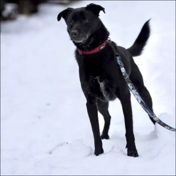 Znaleziono psa, Grudziądz, 29 grudnia 2022