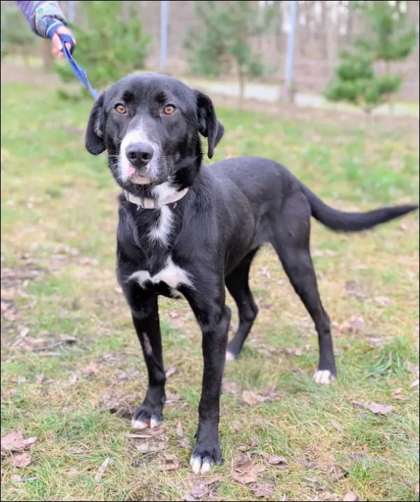 Znaleziono psa, Grudziądz, 17 listopada 2025