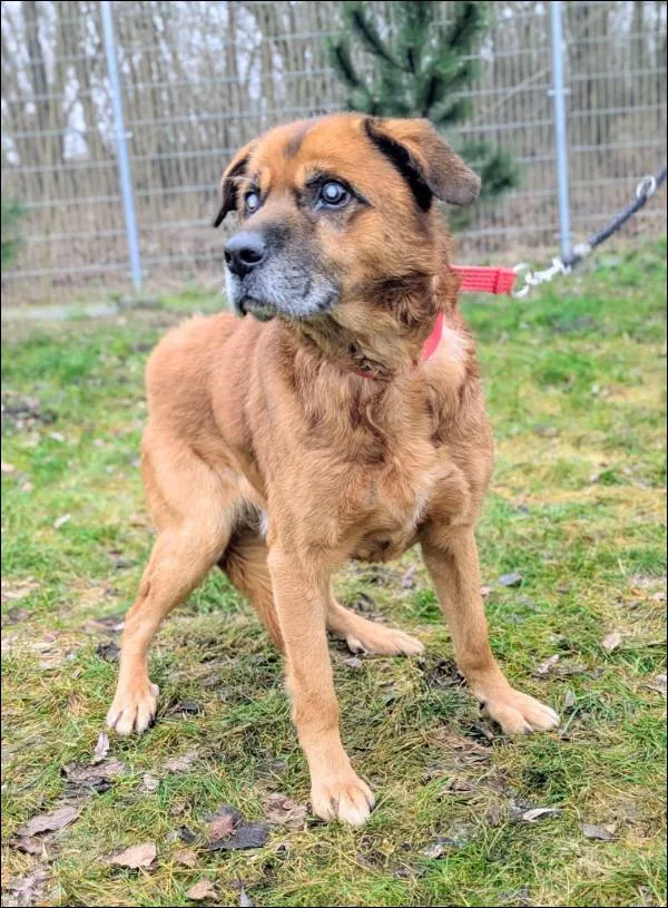 Znaleziono psa, Grudziądz, 2 września 2025