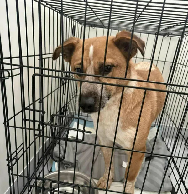 Znaleziono psa, Sosnowiec, 13 stycznia 2026