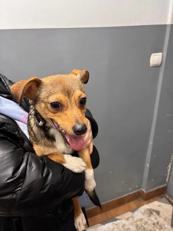 Znaleziono psa, Sosnowiec, 13 stycznia 2026