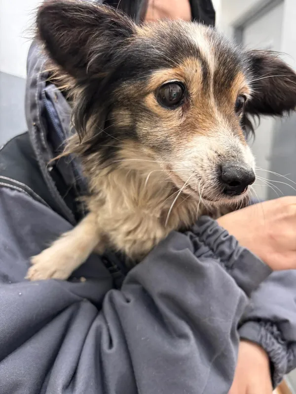 Znaleziono psa, Sosnowiec, 13 stycznia 2026